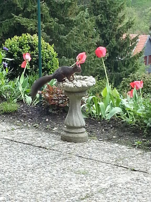 Bed & Breakfast Haus Petra Altenau (Lower-Saxony)