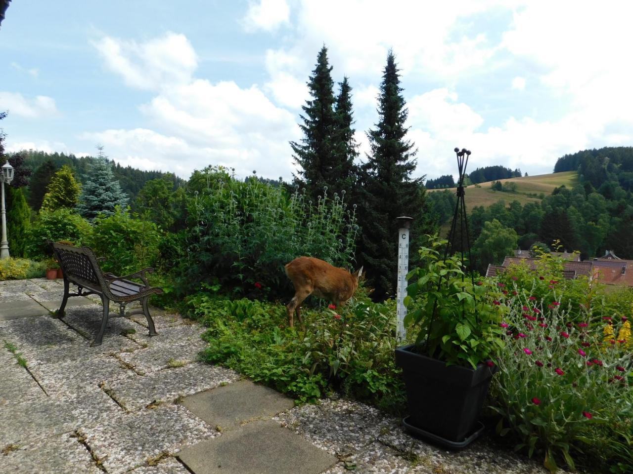 Bed & Breakfast Haus Petra Altenau (Lower-Saxony)